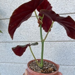 観葉植物　ベゴニアの画像