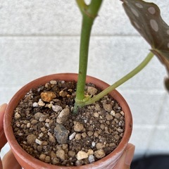 観葉植物　ベゴニアの画像