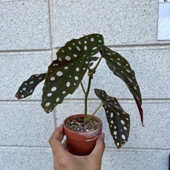 観葉植物　ベゴニア