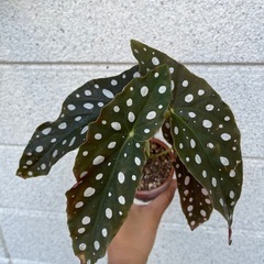 観葉植物　ベゴニアの画像