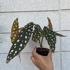 観葉植物　ベゴニア