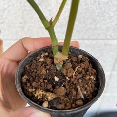 観葉植物　ベゴニアの画像