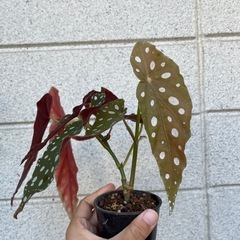 観葉植物　ベゴニアの画像