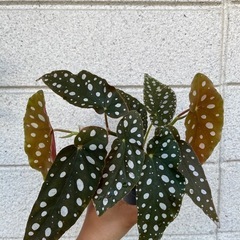 観葉植物　ベゴニアの画像