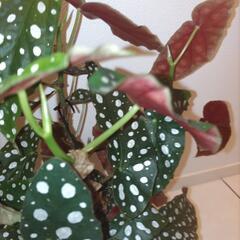 ベゴニア マクラータ 【観葉植物】の画像