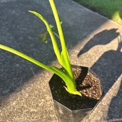 クワズイモ　株分　1の画像