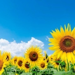 グループLINE友達募集🌼