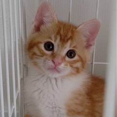 💕茶太郎♡2ヶ月半のおとこのこ🧡