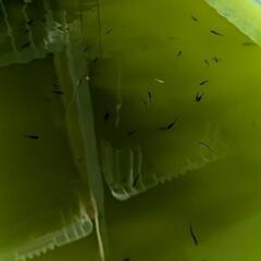 オロチメダカ稚魚〜 5匹とグリーンウォーターセット♫