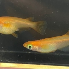 現物出品　楊貴妃1ペアの画像