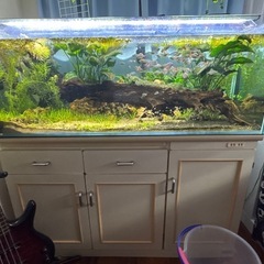 水槽　魚用