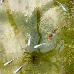 産卵中‼️🐟ミユキフルボディ針子🐟30匹➕αの画像
