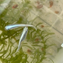 産卵中‼️🐟ミユキフルボディ針子🐟30匹➕αの画像