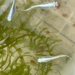 産卵中‼️🐟ミユキフルボディ針子🐟30匹➕αの画像
