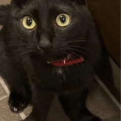 可愛い黒猫の兄弟です❤️