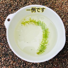 ミナミヌマエビ　稚エビ10匹＋α おまけ付きの画像