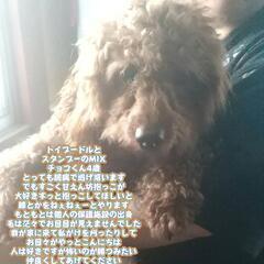 保護犬ドッグカフェ＆ドッグラン