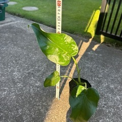 クワズイモ　株分　1の画像