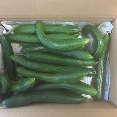 畑きゅうり【20本】