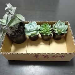 多肉植物　桃太郎　白絹姫　不明２ケ　抜き苗　ポット土無し