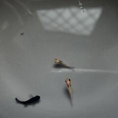 モーリー稚魚1の画像
