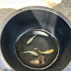 ラメ王改　道三メダカ様血統　有精卵30個➕aの画像