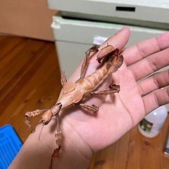 ユウレイヒレアシナナフシ 卵20個からの画像