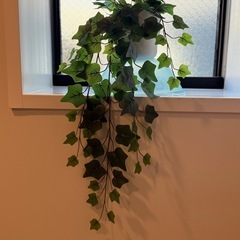 プラスチック植物の画像