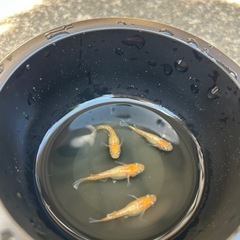 ダイアナ　有精卵30個の画像