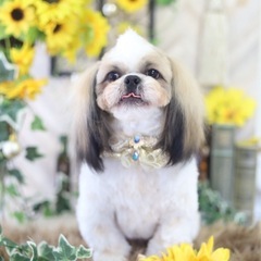 7/2で1歳になるシーズーの男の子