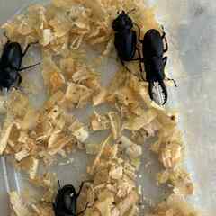 自然採集ノコギリクワガタのオス１メス３匹セット