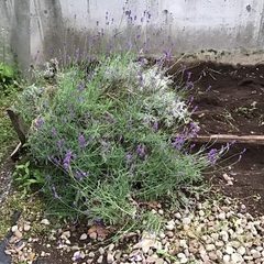 ラベンダー