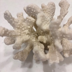 珊瑚　インテリア　さんご　サンゴ　アクセサリーなどを置いてもかわいいですの画像