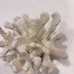 珊瑚　インテリア　さんご　サンゴ　アクセサリーなどを置いてもかわいいですの画像