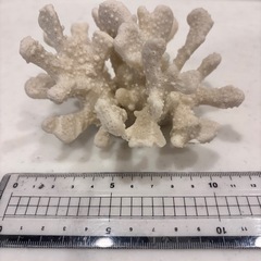 珊瑚　インテリア　さんご　サンゴ　アクセサリーなどを置いてもかわいいですの画像