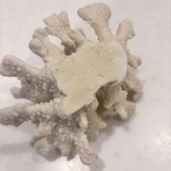 珊瑚　インテリア　さんご　サンゴ　アクセサリーなどを置いてもかわいいですの画像
