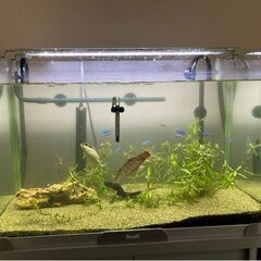 生き物込みの水槽と水槽台など