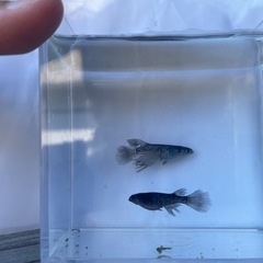 【めだか･メダカ】ブラックダイヤロングフィンの稚魚〜若魚