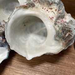 夜光貝３個セットの画像