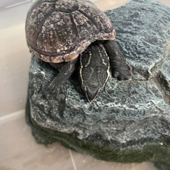 カメさん