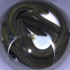 5️⃣  うなぎ釣りなら鰻遊会✨　　　　　　ライングルチャメンバー募集中❗ - チャット
