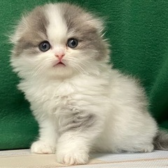 受付終了スコティッシュフォールド♂ 折れ耳　早いお迎え希望