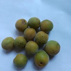 梅 アバタ多め 1キロの画像