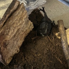 カブトムシ
