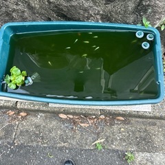幹之メダカフルボディ
