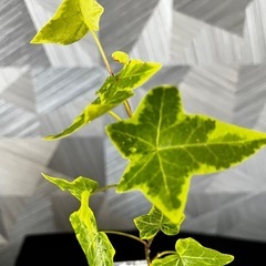 【観葉植物】アイビーの画像