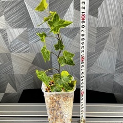 【観葉植物】アイビーの画像