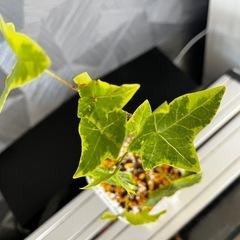 【観葉植物】アイビーの画像