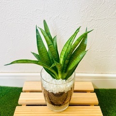 サンスベリア　ハイブリッド　パンテーラ　観葉植物　ハイドロカルチャーの画像