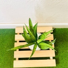 サンスベリア　ハイブリッド　パンテーラ　観葉植物　ハイドロカルチャーの画像